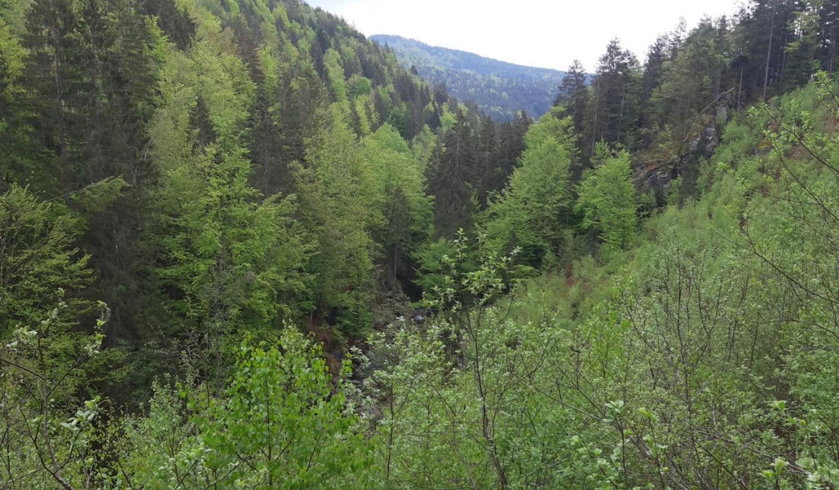 Gaestehaus Am Goldberg Sankt Oswald-Riedlhuette Dış mekan fotoğraf